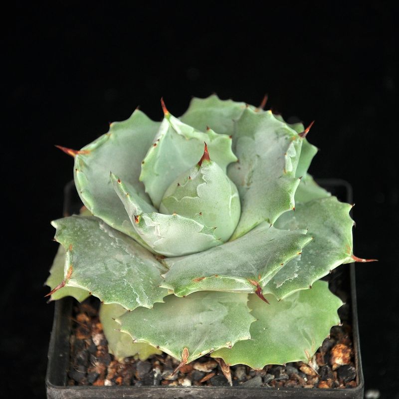 Agave potatorum cv. SHOJI-RAIJIN Specimen plant for Display purpose only.