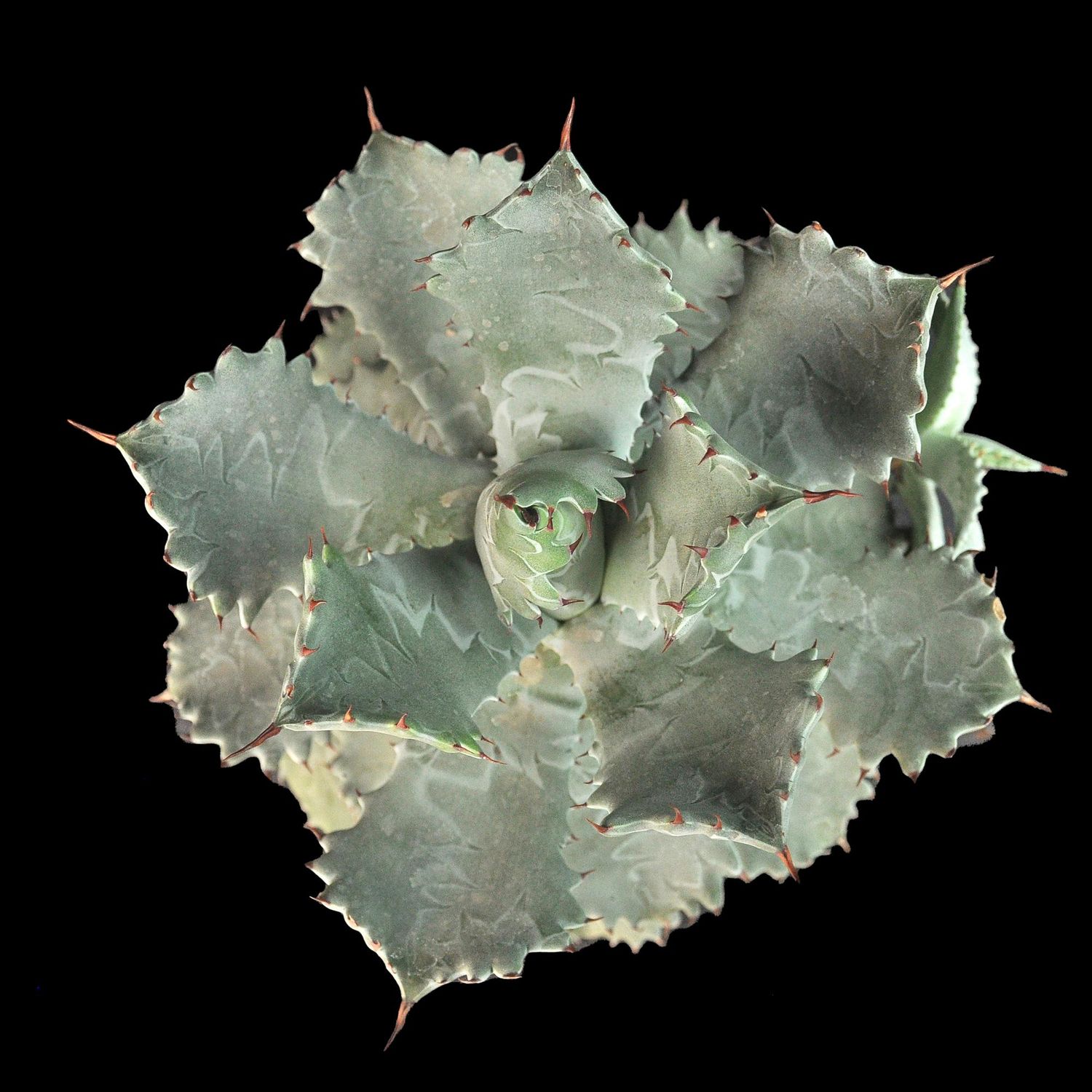 Specimen plant for display purpose only.