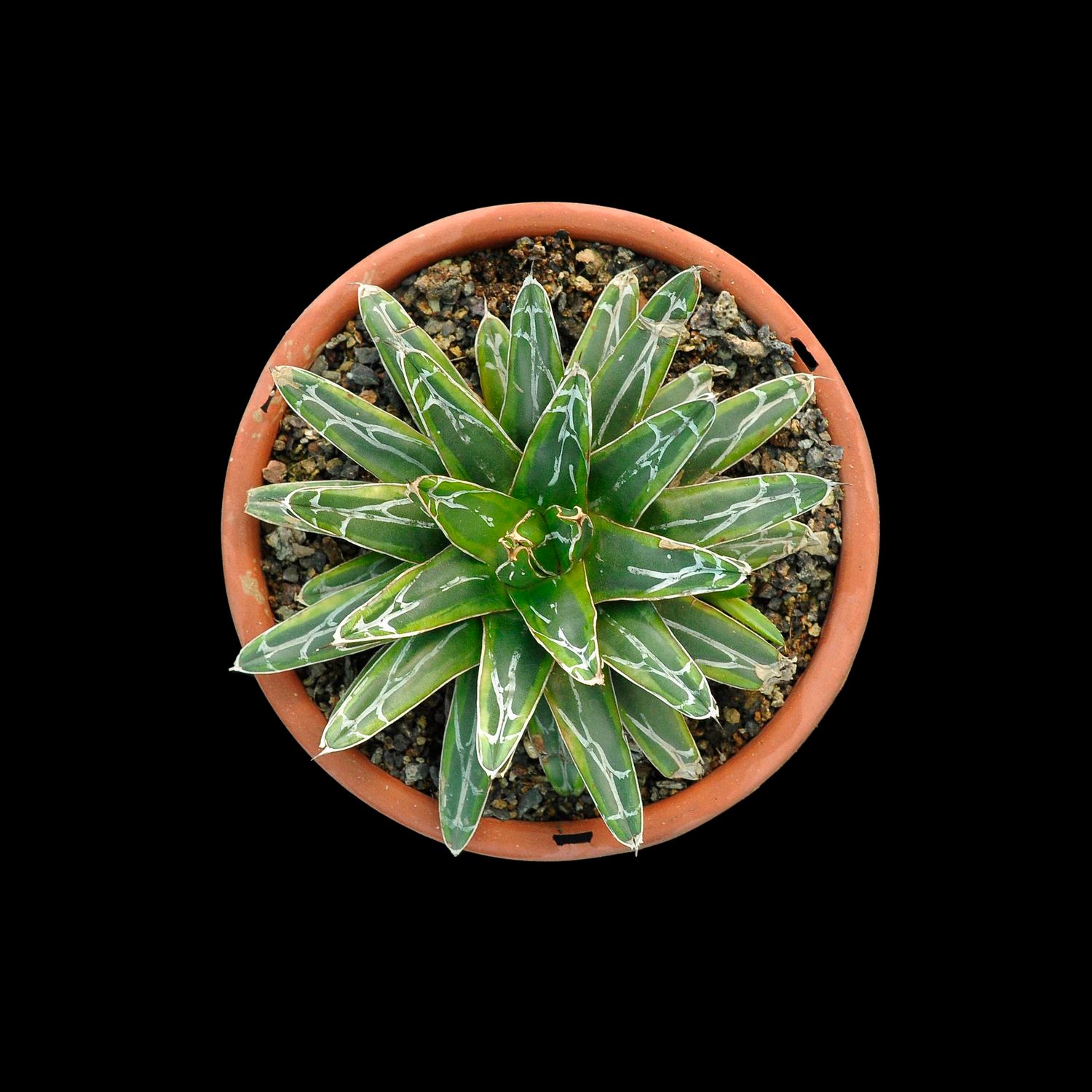 Specimen plant for display purpose only.