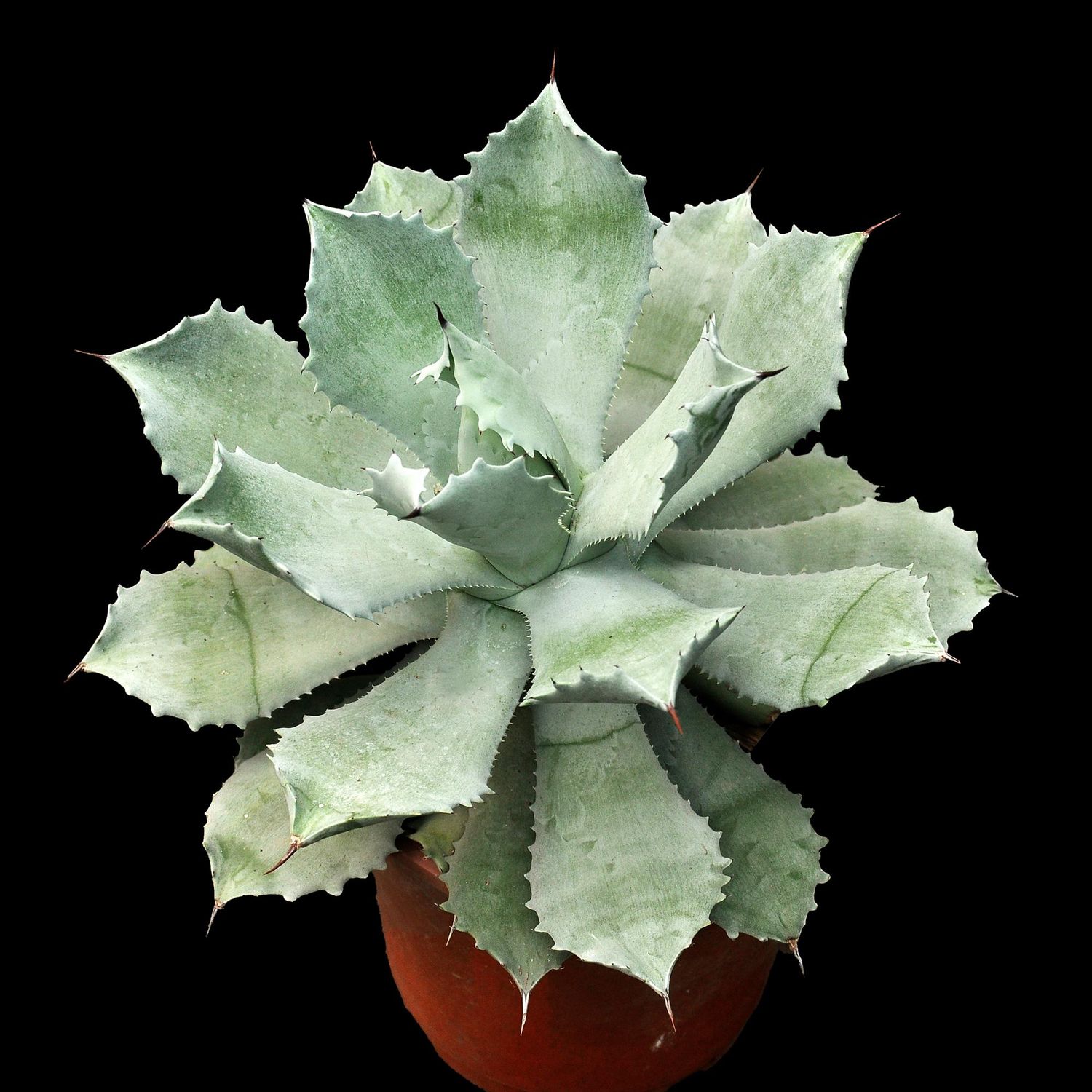 Specimen plant for display purpose only. 