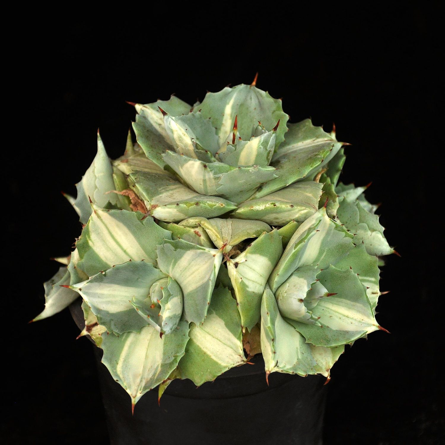 Agave Isthmensis Ohi Raijin Shiro Nakafu (Variegated Dwarf Butterfly Agave) Agave Isthmensis Ohi Raijin Shiro Nakafu (Variegated Dwarf Butterfly Agave)