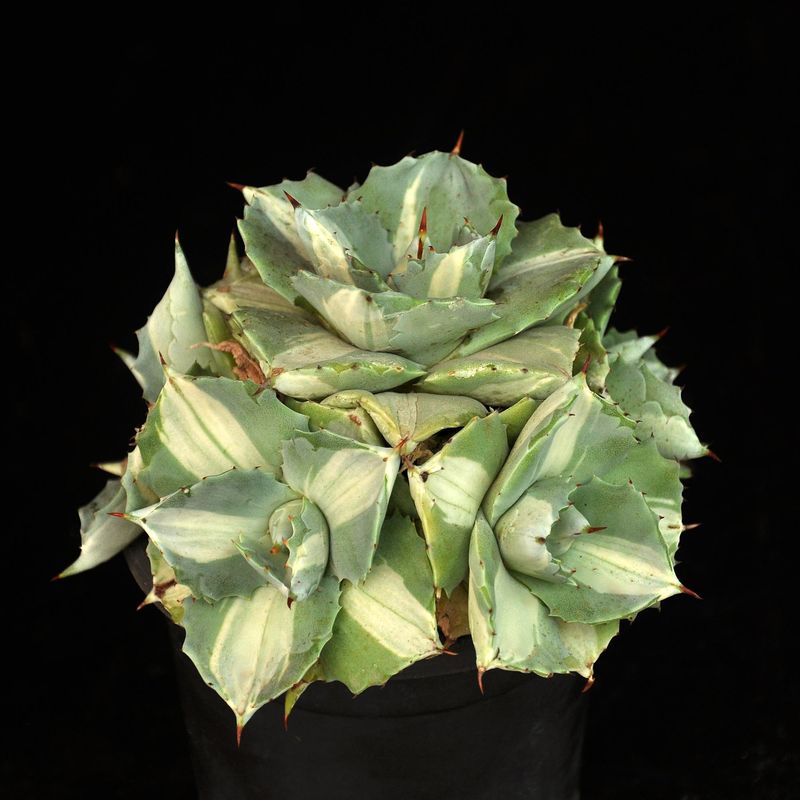 Agave Isthmensis Ohi Raijin Shiro Nakafu (Variegated Dwarf Butterfly Agave) Agave Isthmensis Ohi Raijin Shiro Nakafu (Variegated Dwarf Butterfly Agave)