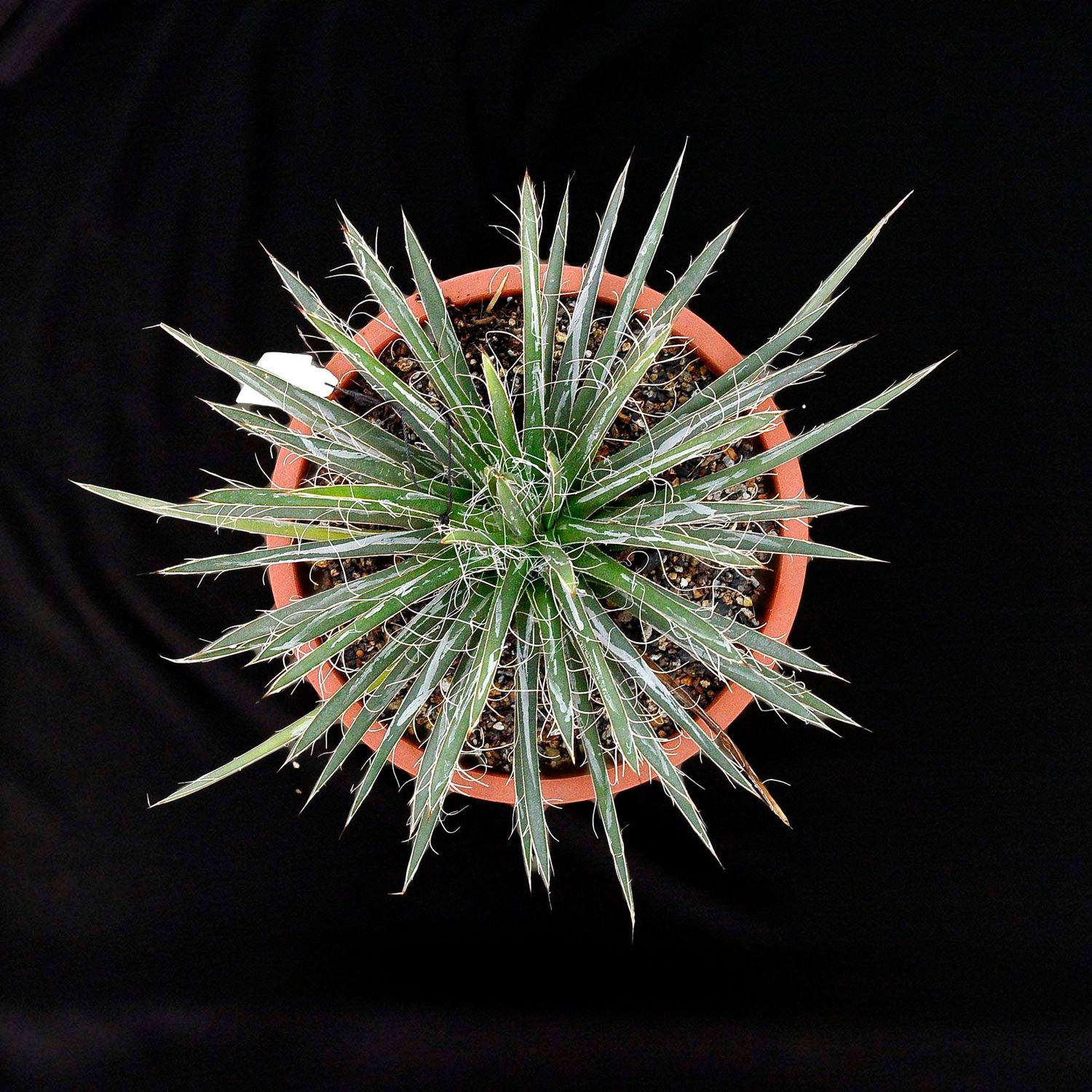 Agave toumeyana bella Specimen plant for display purpose only.