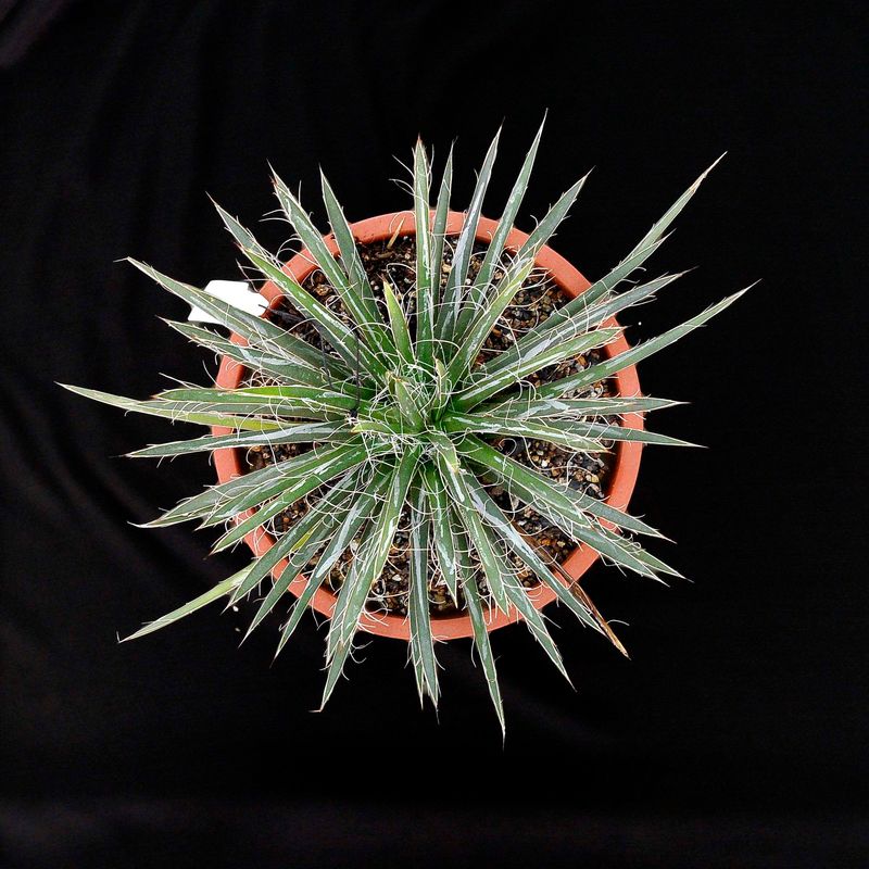 Specimen plant for display purpose only. 