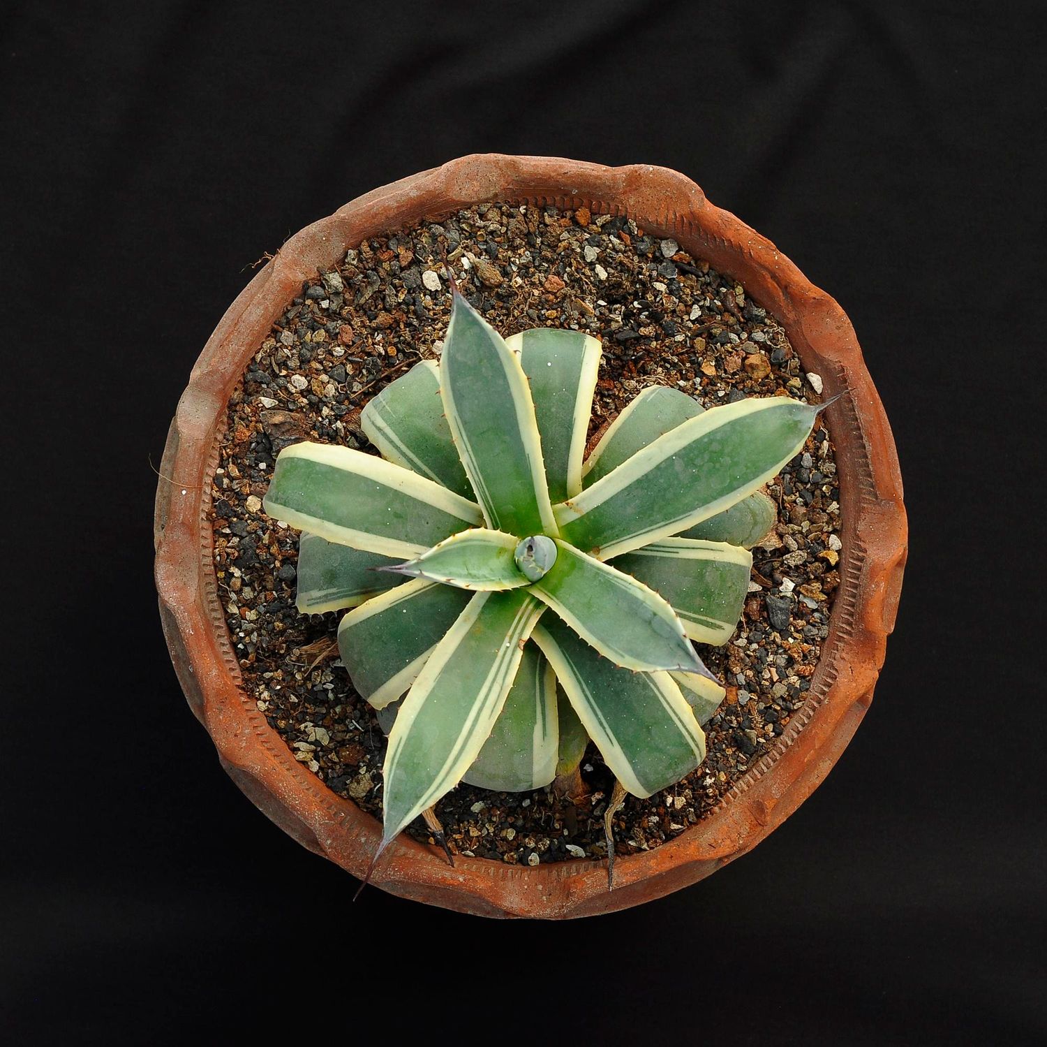 Agave Cream Spike