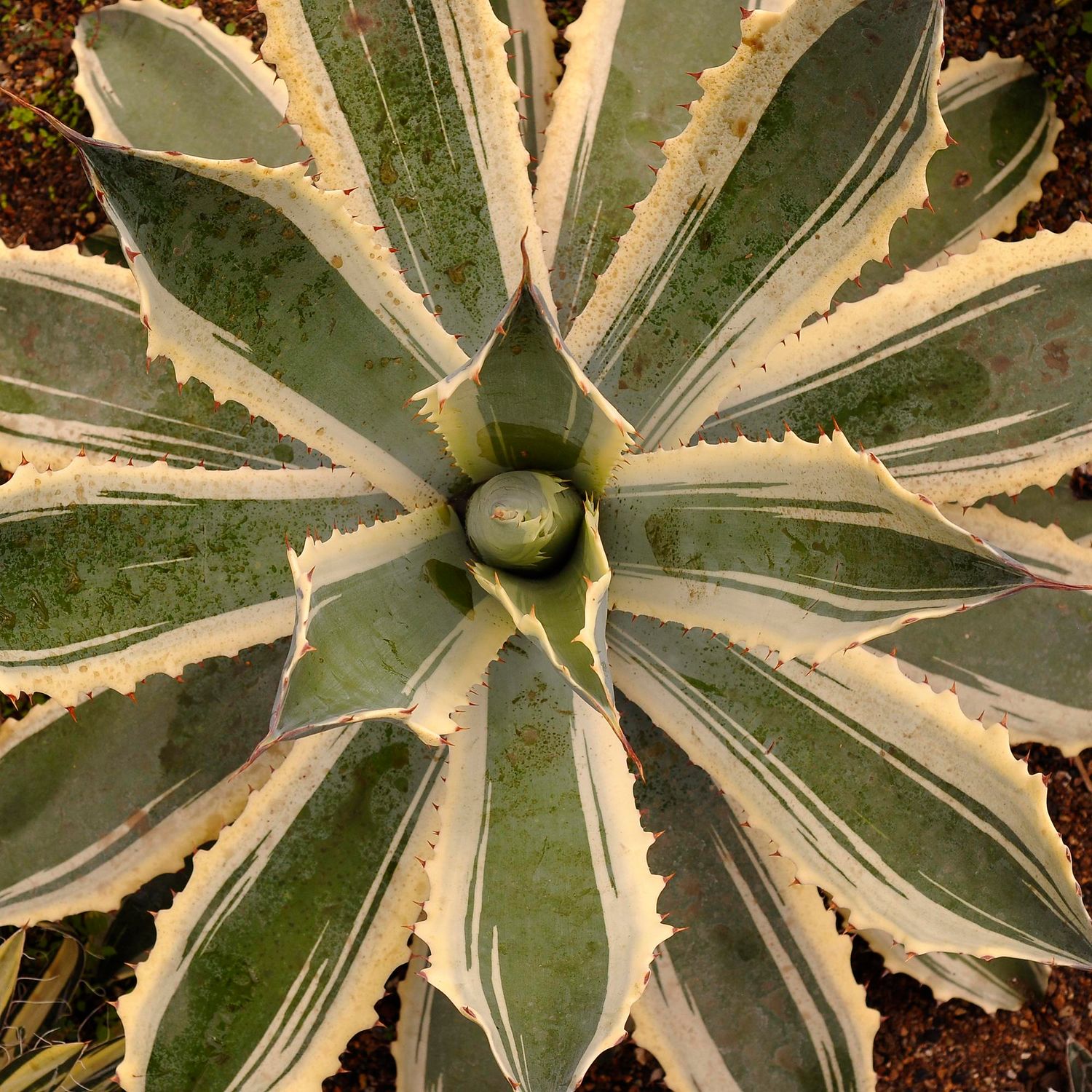 Agave Potatorum Snowfall