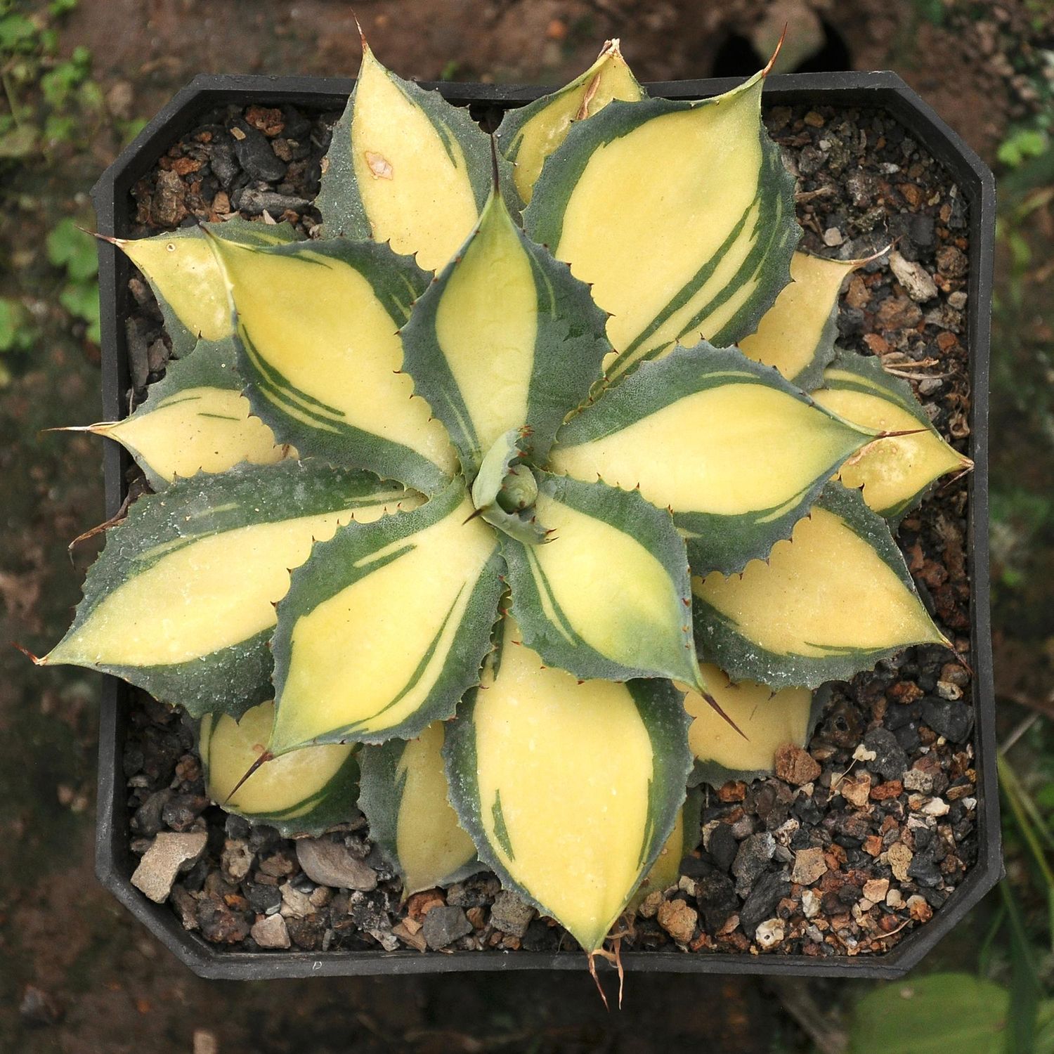 Agave Isthemensis  cv Rum Runner