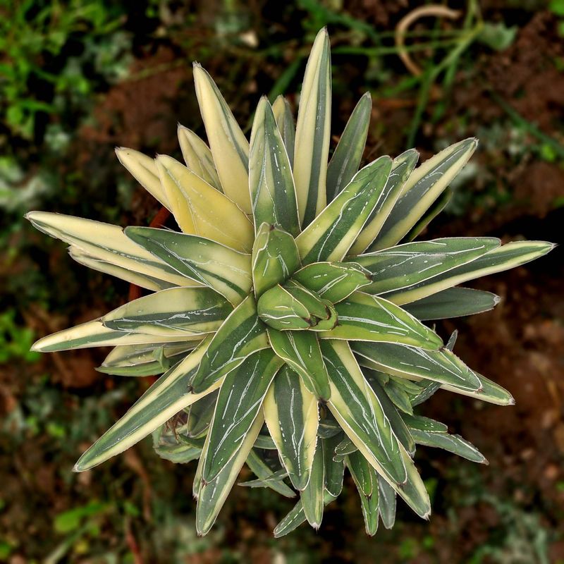 Specimen plant for display purpose only.