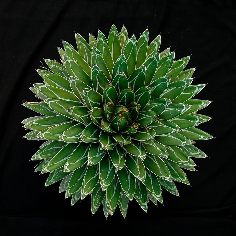 Agave victoria reginae 'Himesanoyuki' COMPACT FORM Specimen plant for display purpose only.