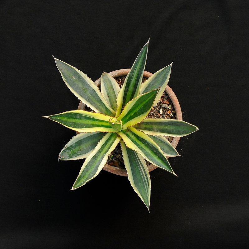 Specimen plant for display purpose only.