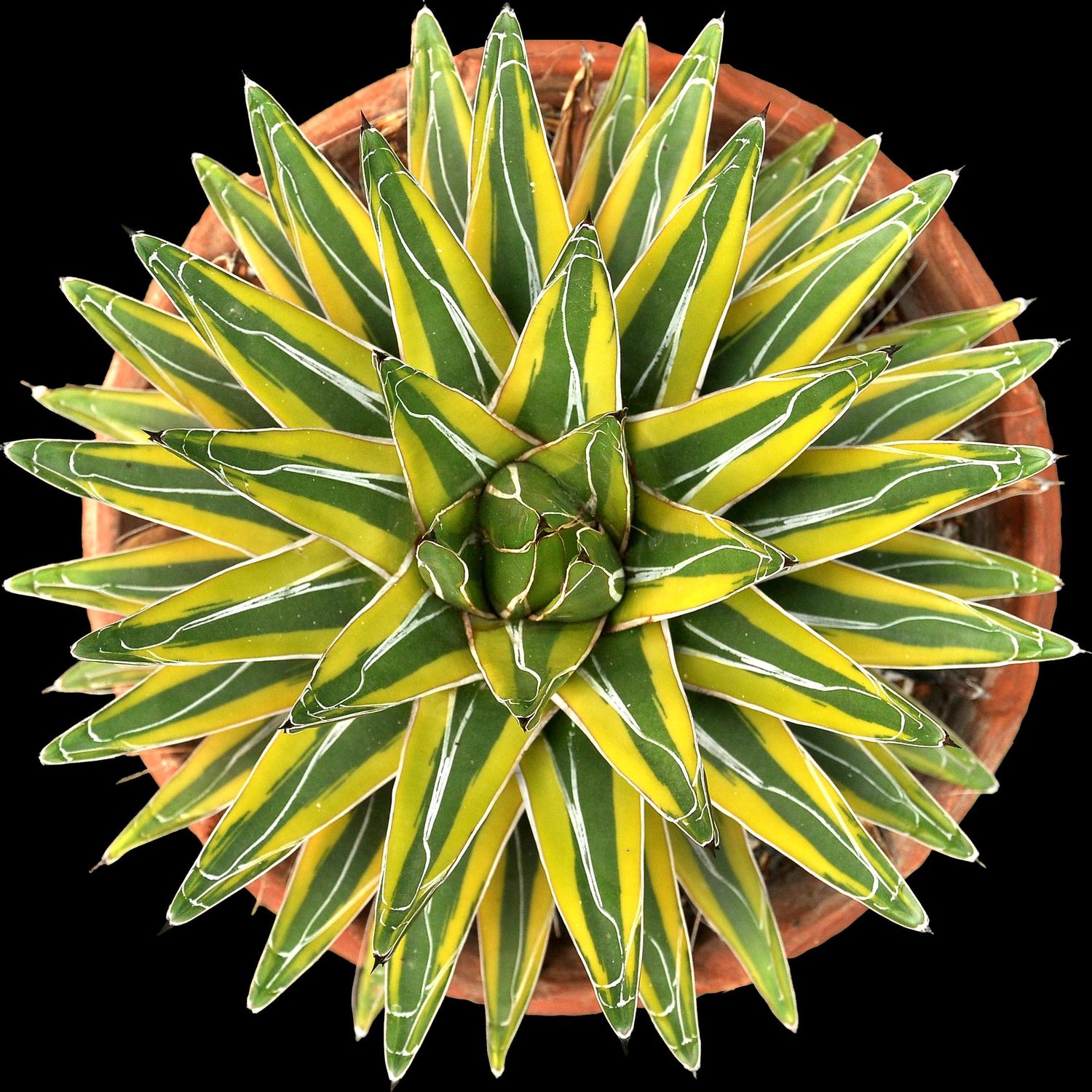 Agave victoriae reginae cv Kazo Bana  / Golden Princess - Specimen Plant