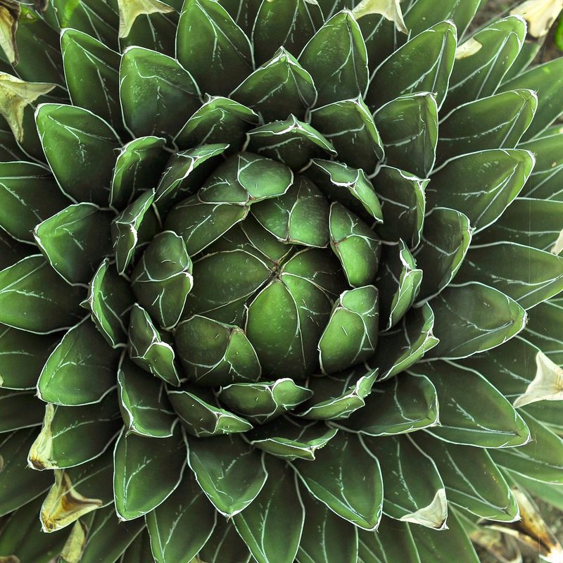 Agave Victoria reginae Standard Form Display picture of specimen plant