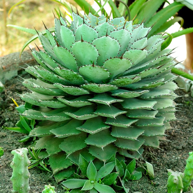 Agave potatorum Specimen plant for display purpose only.