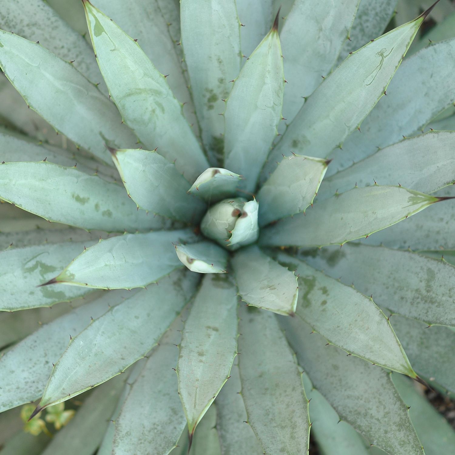 Specimen plant for display purpose only.