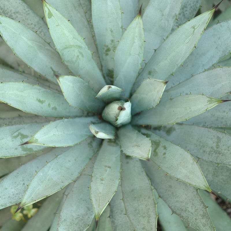 Specimen plant for display purpose only.