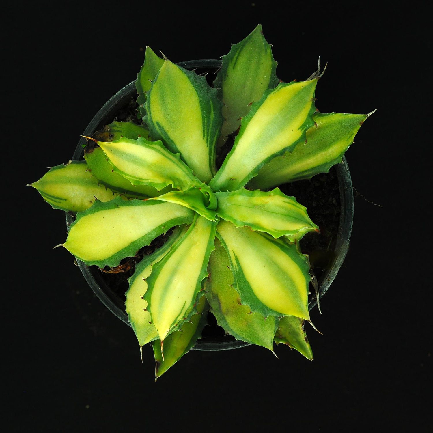 Agave Isthmensis Mediopicta