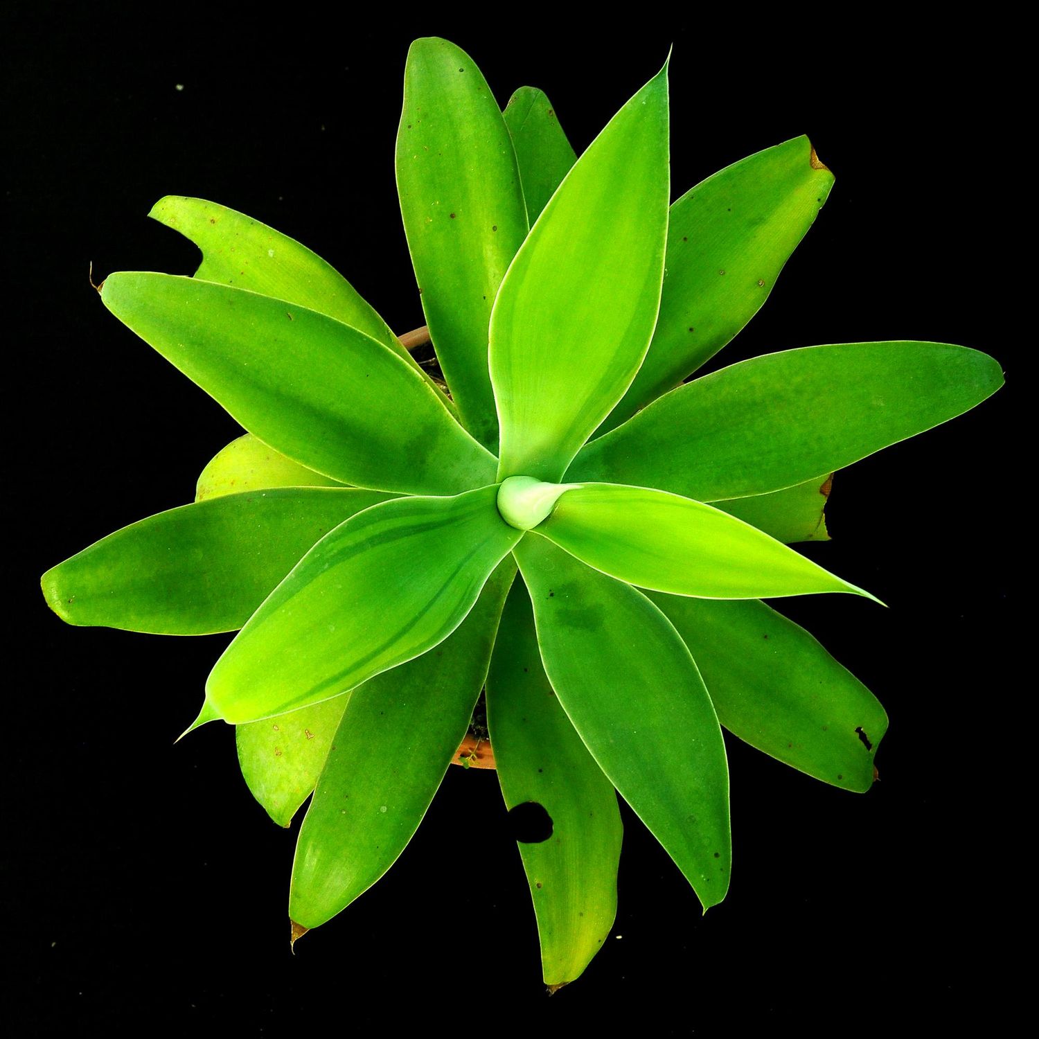 Agave attenuata kara's stripes