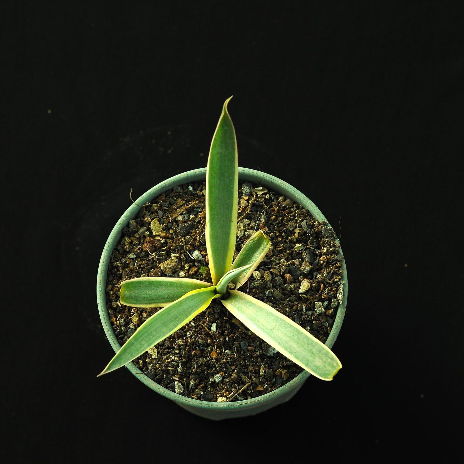 Agave desmettiana 'Galactic Traveller'