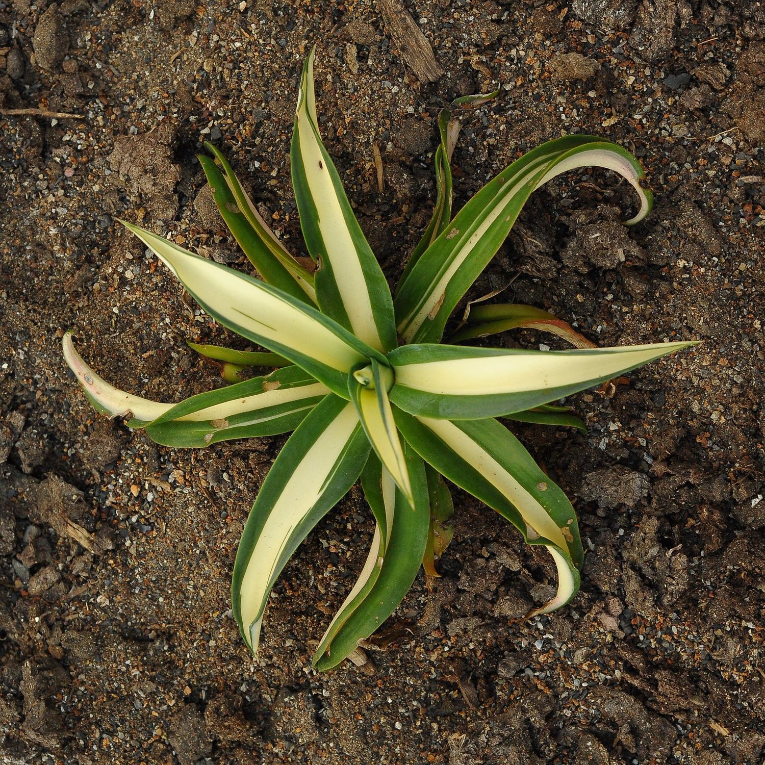 Agave Americana Mediopicta Aurea