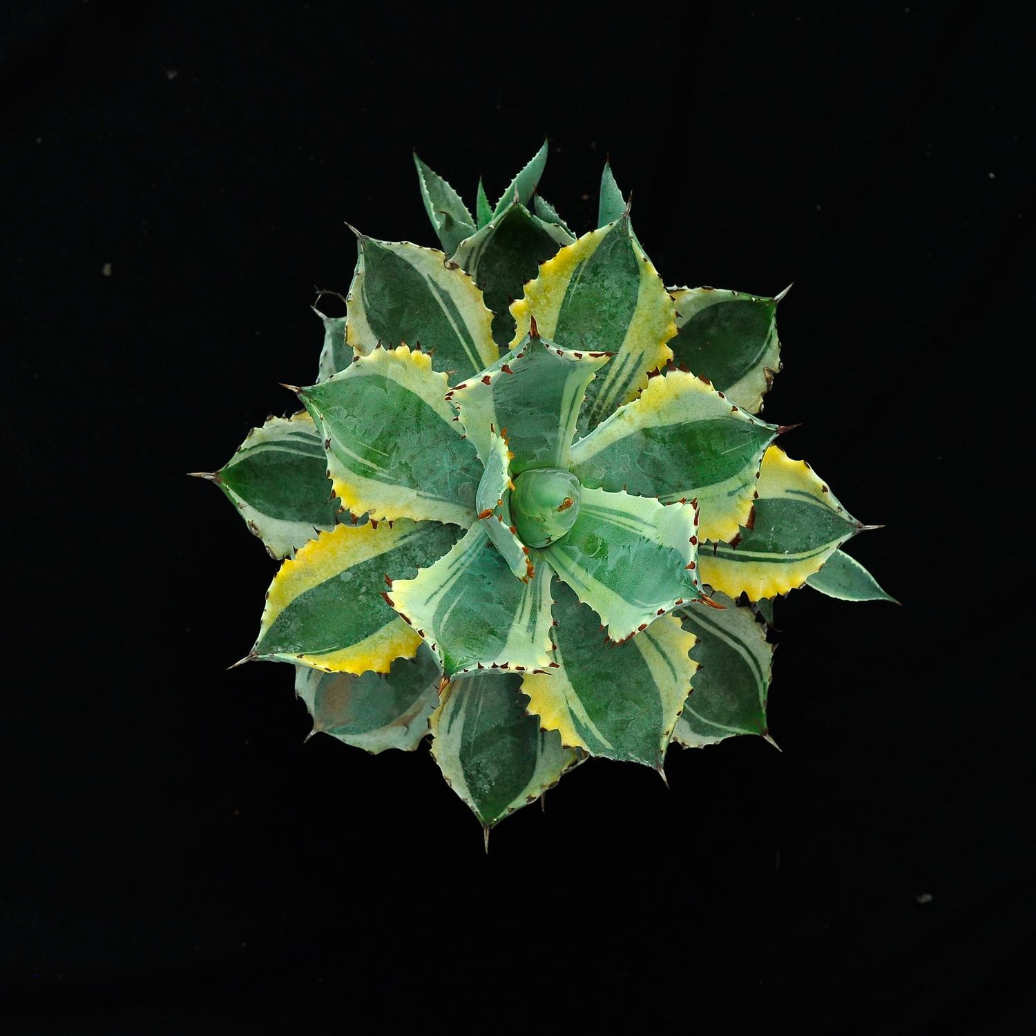 Specimen plant for display purpose only.