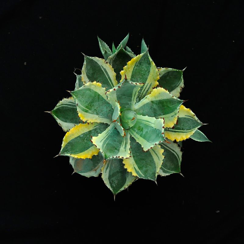 Agave isthemensis kabutogani marginata variegated Specimen plant for display purpose only.