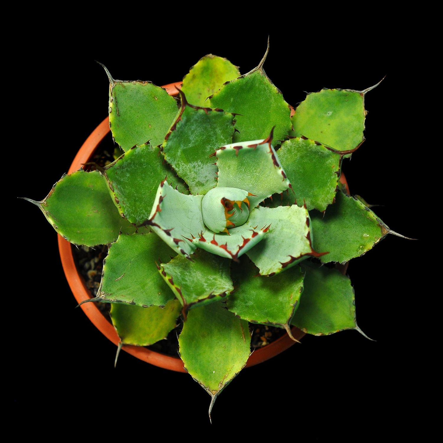 Agave Kissho Kan Lime Variegated