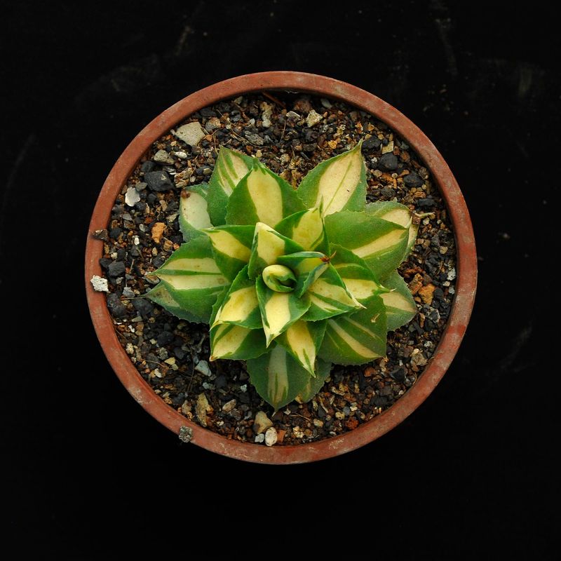 Specimen plant for display purpose only.