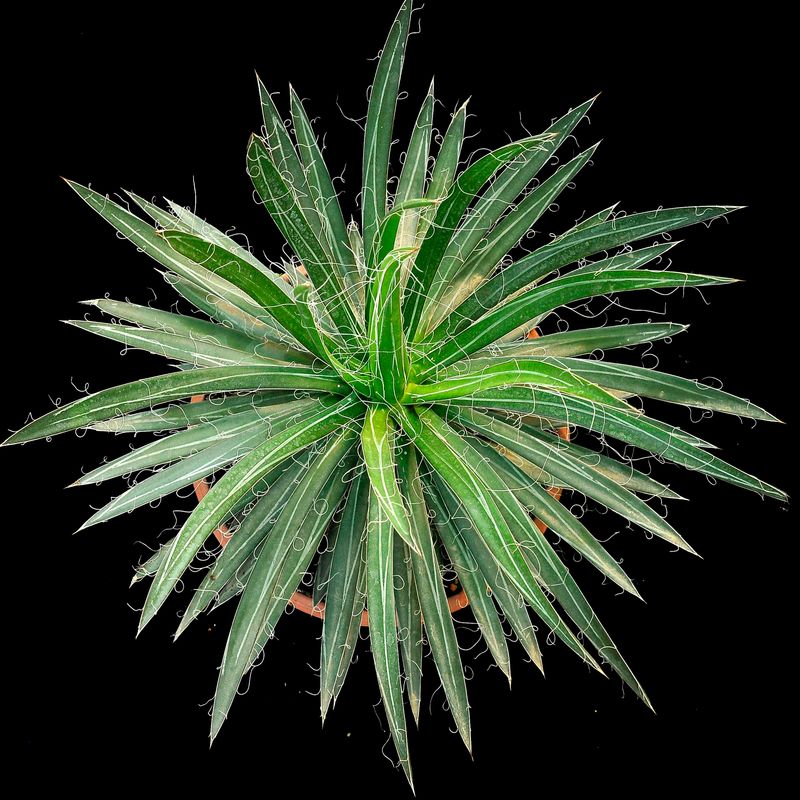 Agave filifera subs. schidigera Specimen plant for display purpose only.