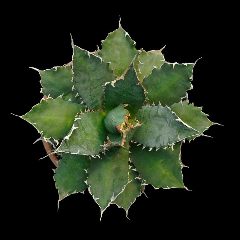 Specimen plant for display purpose only.