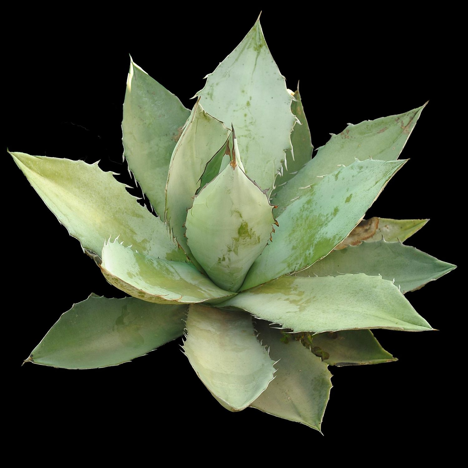 Specimen plant for display purpose only.