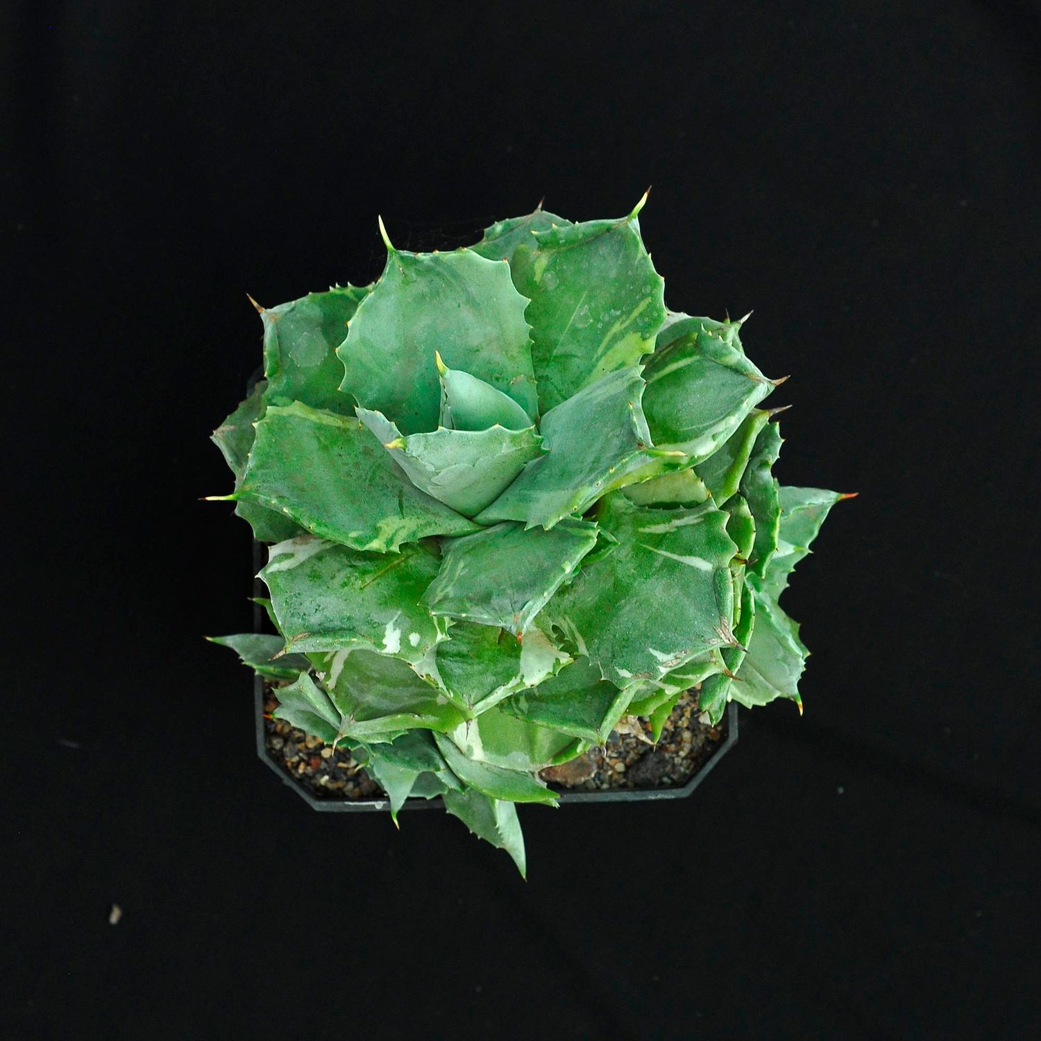 Agave isthemensis Ohi Raijin Fukurin - Specimen Plant