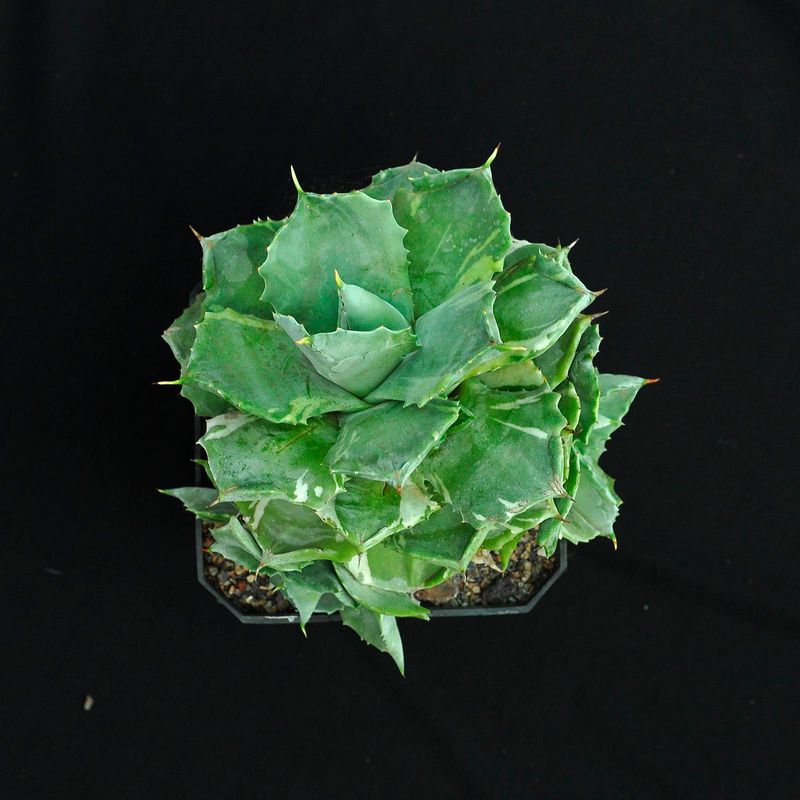 Agave isthemensis Ohi Raijin Fukurin Agave isthemensis Ohi Raijin Fukurin - Specimen Plant