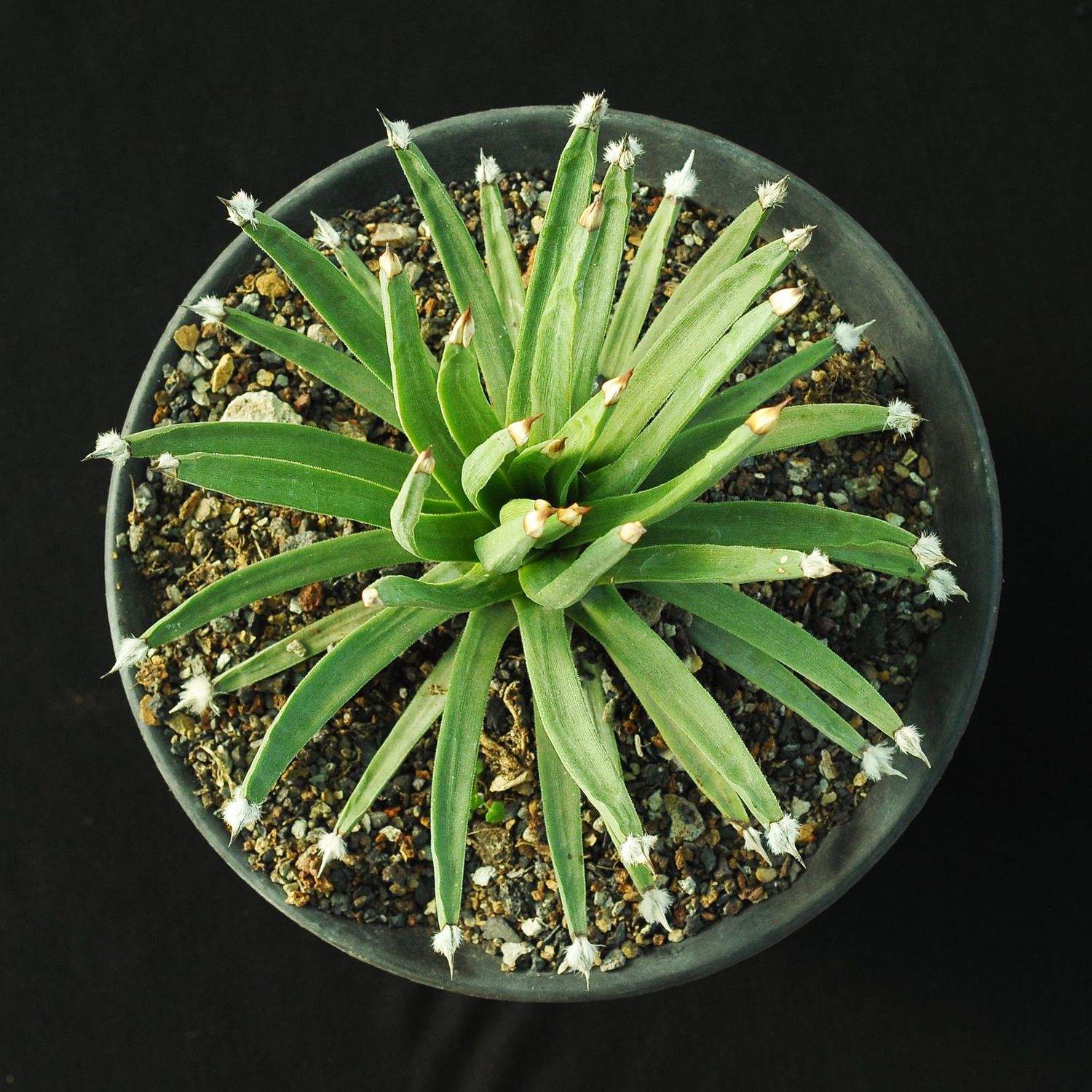 Agave Albopilosa