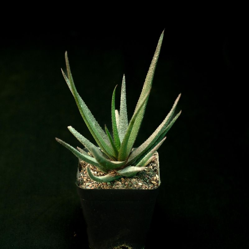Aloe cv Black Beauty