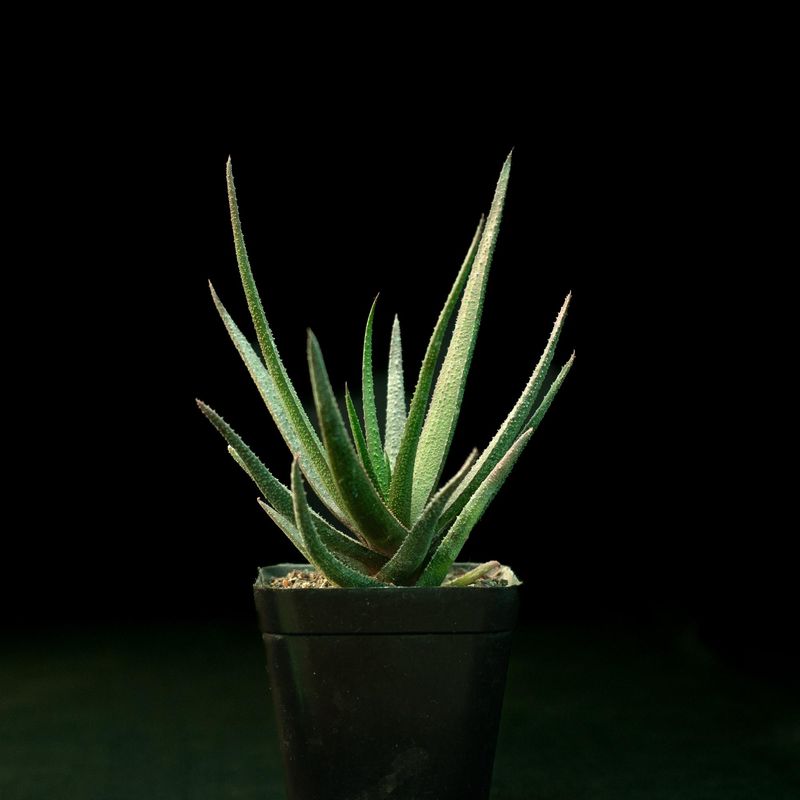 Aloe Black Beauty Aloe Black Beauty