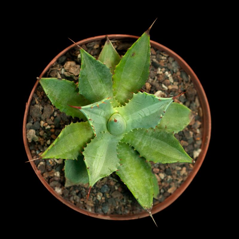 Agave Isthemensis 'Becky' White Medio Picta