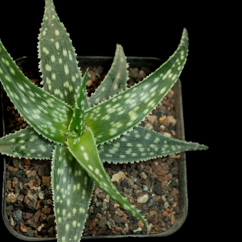 Aloe Rahuii