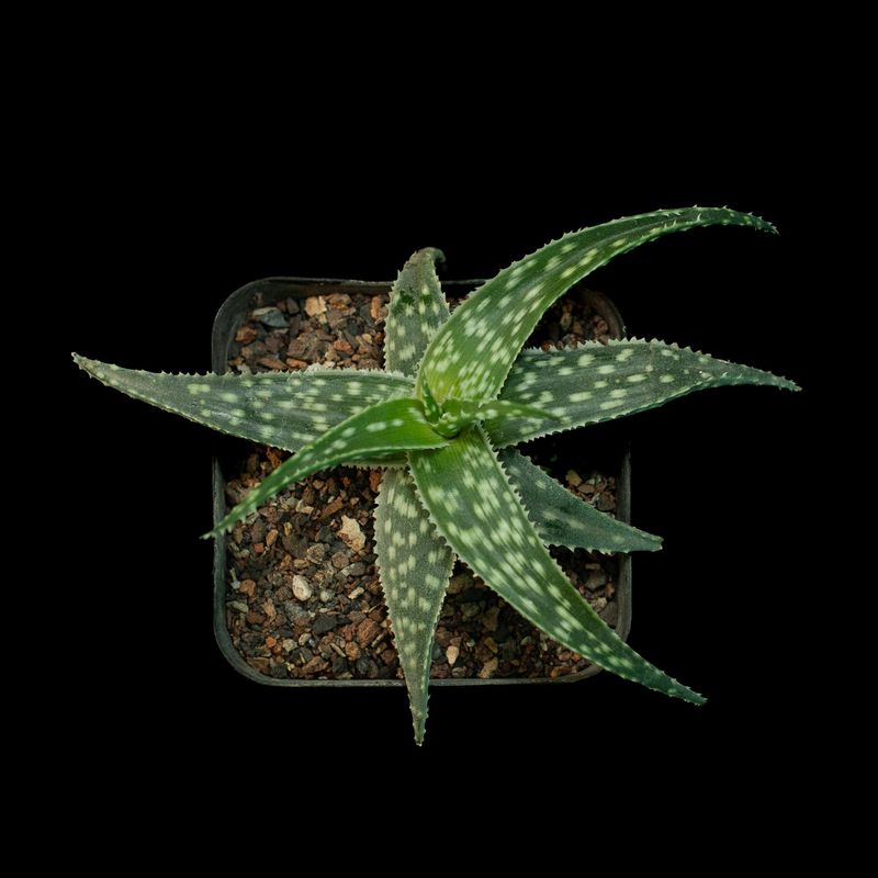 Aloe hybrid