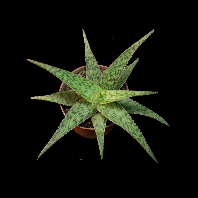 Kelly Griffin Aloe hybrid 'Sunrise'