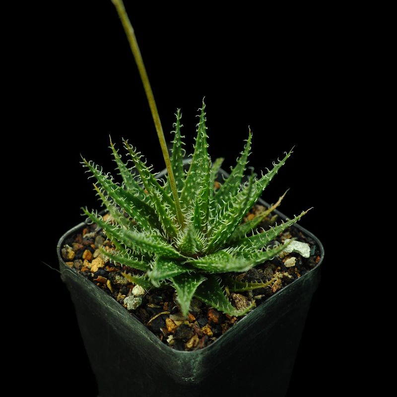 Aloe haworthioides