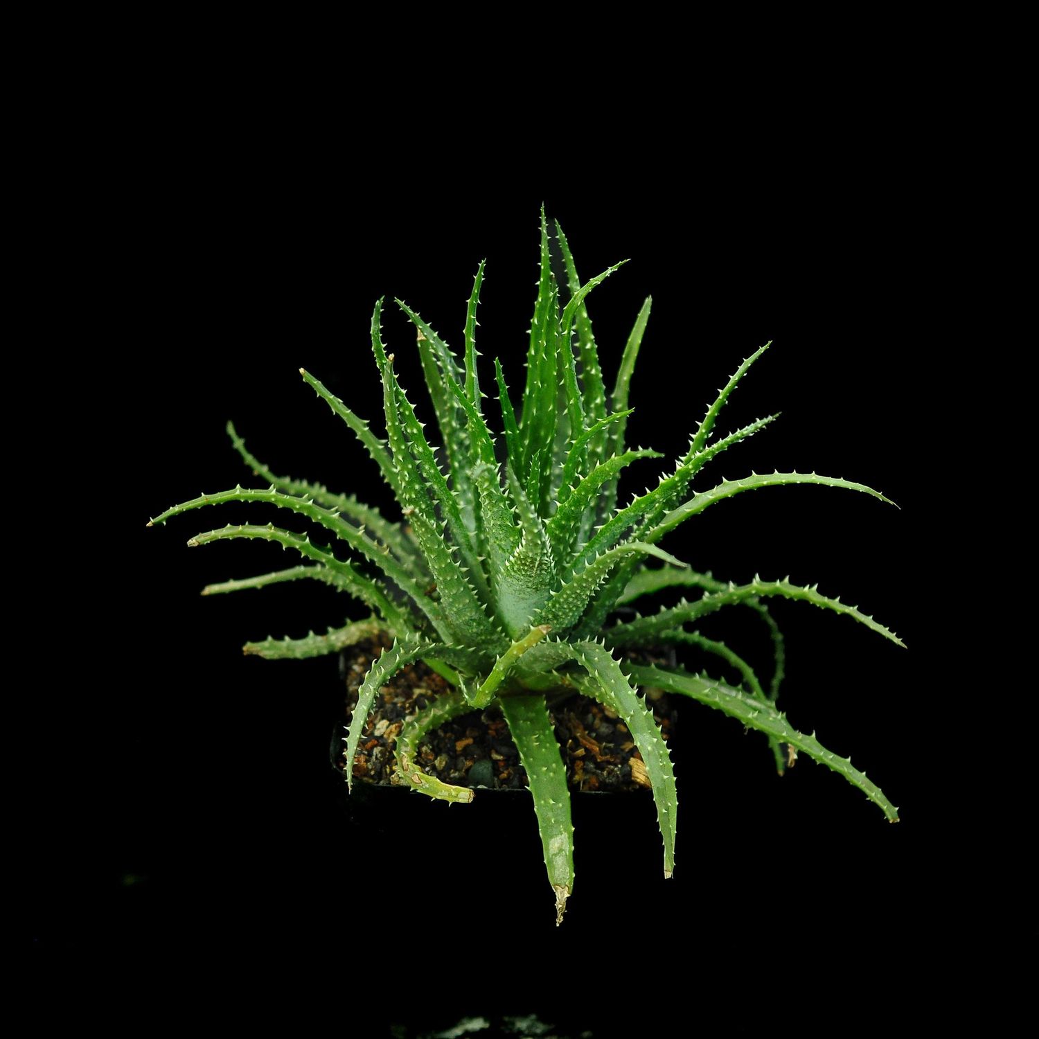 Aloe humilis