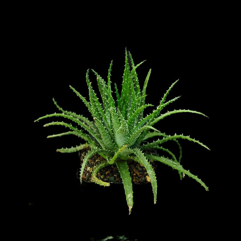 Aloe humilis