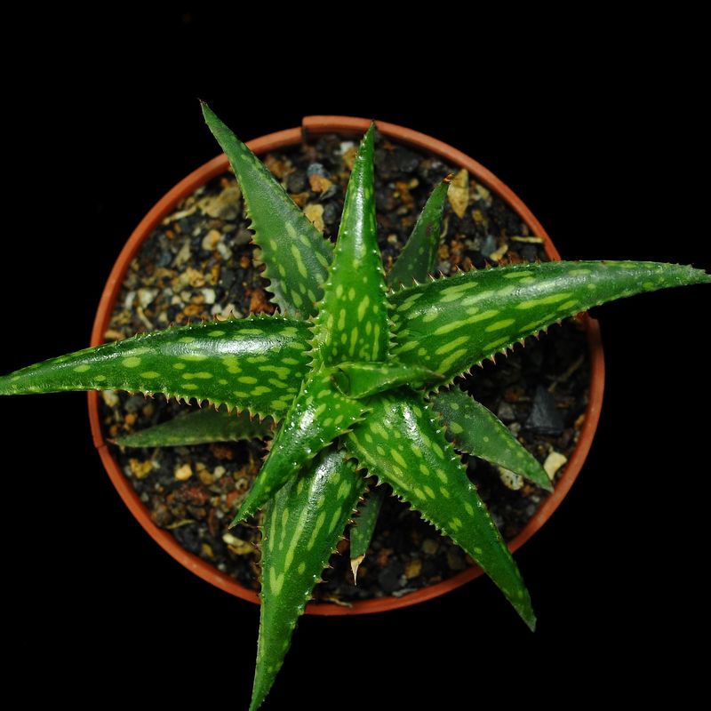 Aloe Jucunda
