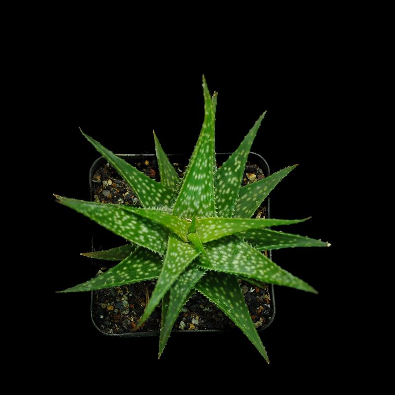 Miniature Aloe hybrid