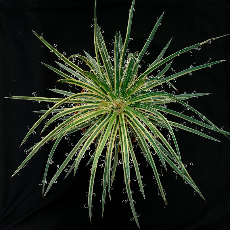 Specimen plant for display purpose only.