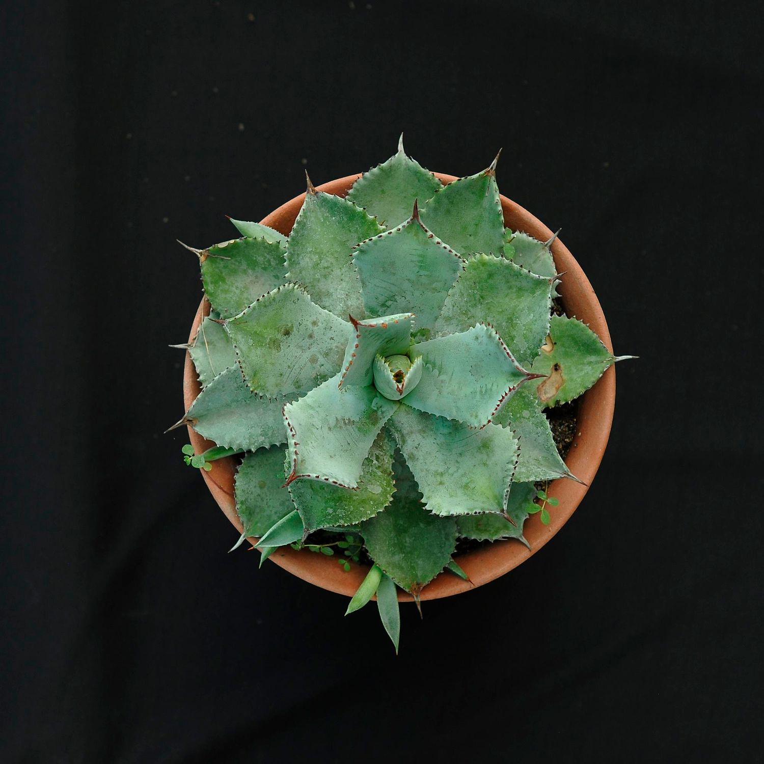 Agave flexispina X A. parryi truncata Agave flexispina X A. parryi truncata