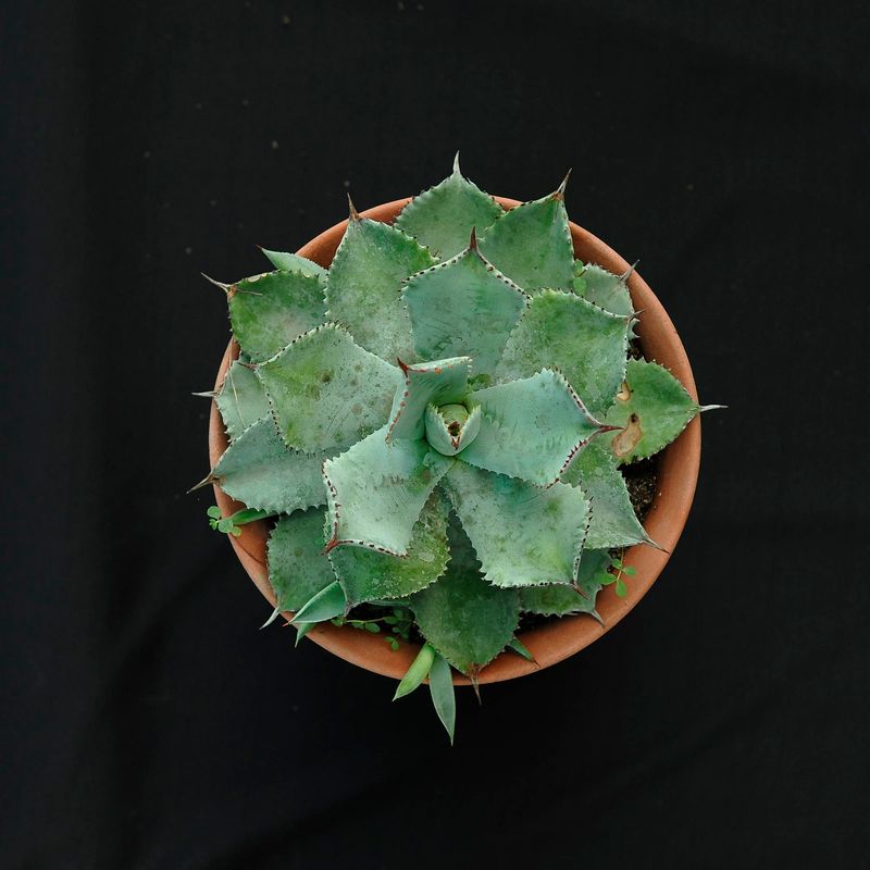 Agave flexispina X A. parryi truncata Agave flexispina X A. parryi truncata