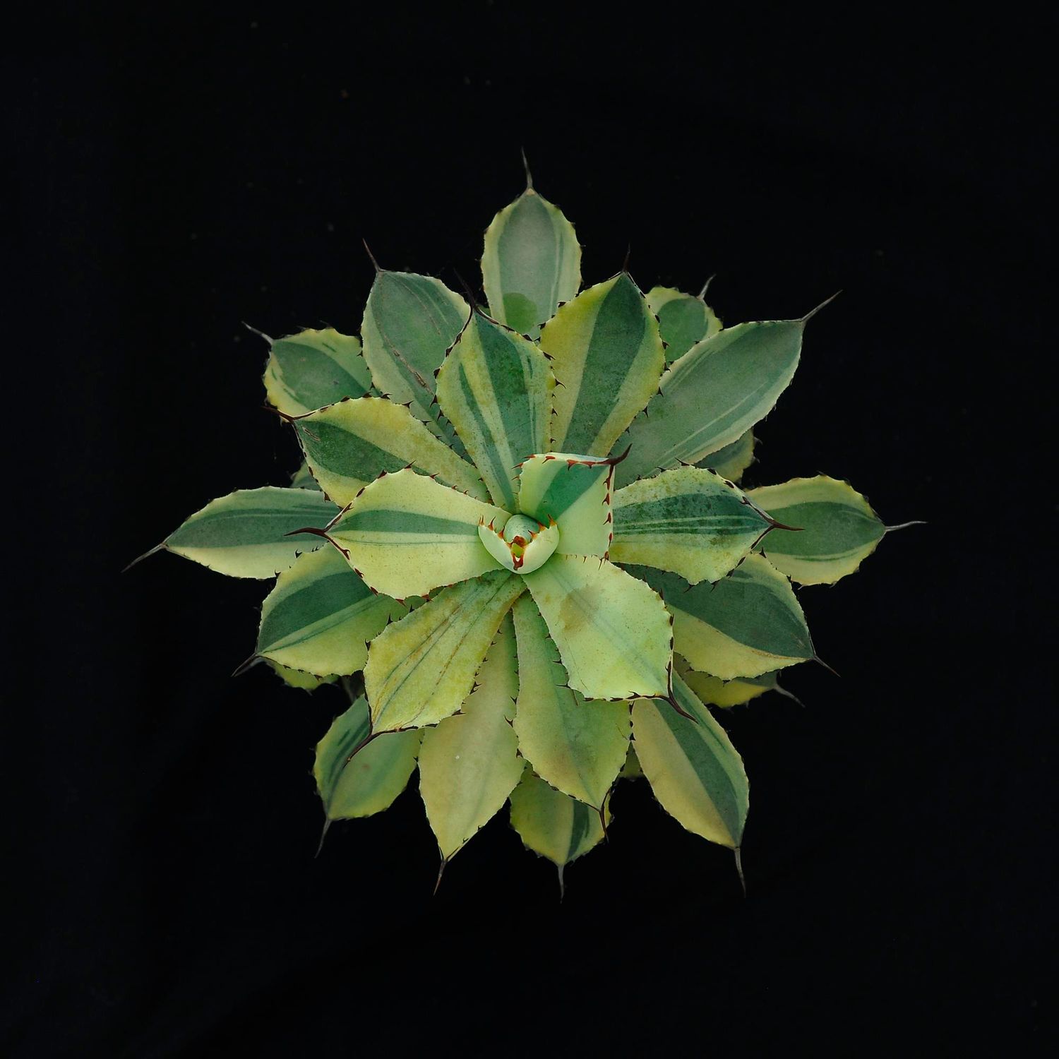 Specimen plant for display purpose only.