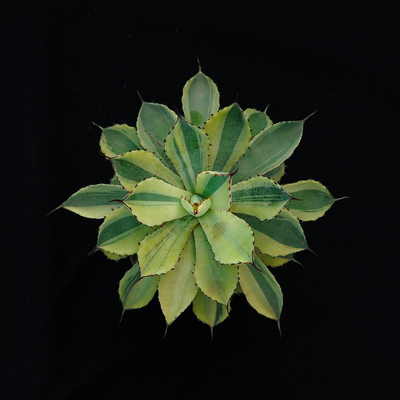 Specimen plant for display purpose only.