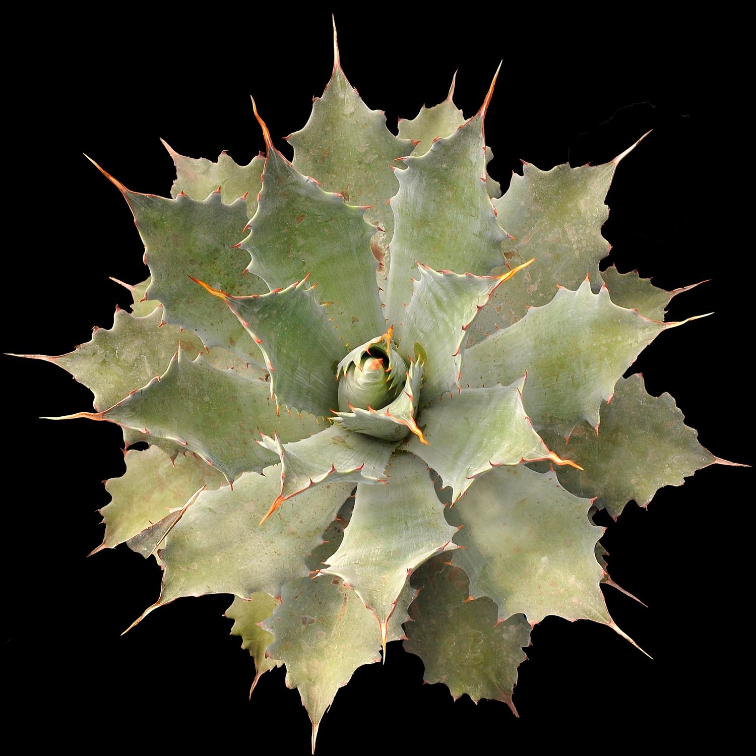 Agave potatorum 'Cherry Swizzle' (Swizzle Stick Butterfly Agave)